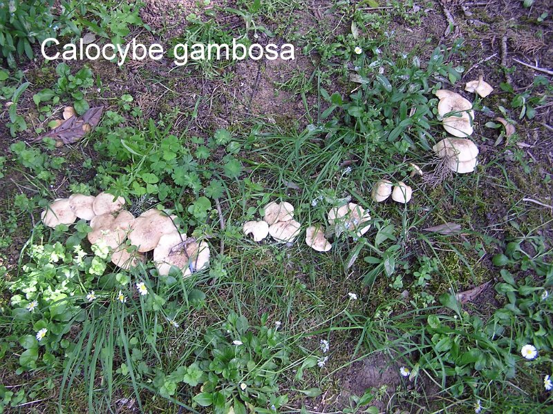 Calocybe gambosa-amf1864-le cercle.jpg - Calocybe gambosa ; Syn1: Tricholoma georgii ; Syn2: Lyophyllum georgii ; Nom français: Tricholome de la Saint Georges, Mousseron